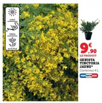 Genista tinctoria jaune