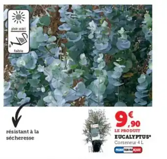 Super U Eucalyptus offre