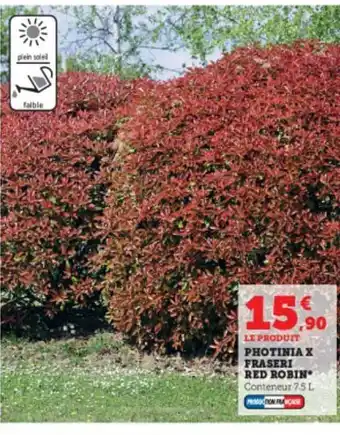 Super U Photinia x fraseri red robin offre