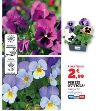 Super U Pensée ou viola offre