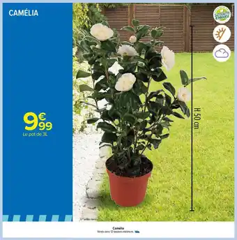 Le pot de 3 l camélia