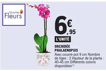 E.Leclerc Orchidée phalaenopsis offre
