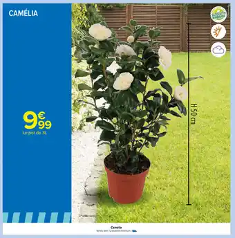 Carrefour Camélia offre