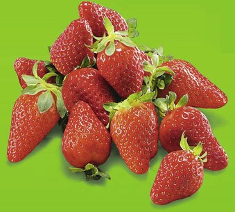 FRAISE GARIGUETTE CATÉGORIE 1