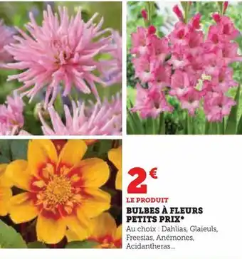 Super U Bulbes á fleurs petits prix offre