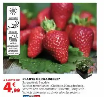 Super U Plants de fraisiers offre