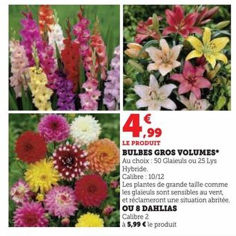 U Express Bulbes gros volumes offre