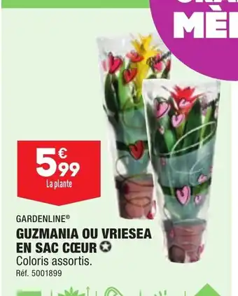 ALDI Guzmania Ou Vriesea En Sac Coeur offre