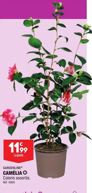 ALDI Camélia offre