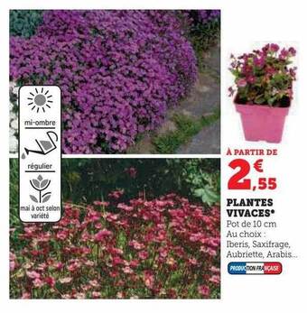 U Express Plantes vivaces offre