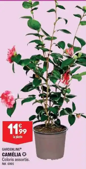 ALDI Camélia gardenline offre