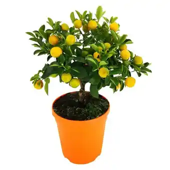 Carrefour Citronnier 4 saisons offre
