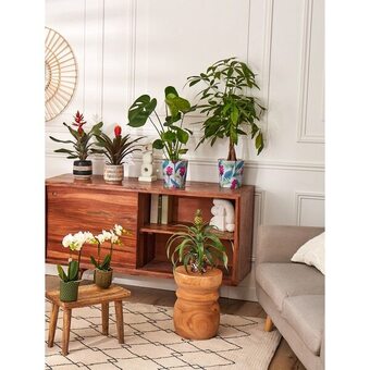 Plante verte