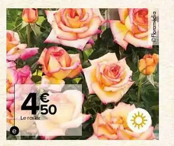 Le rosier