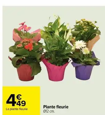 Carrefour Plante fleurie offre