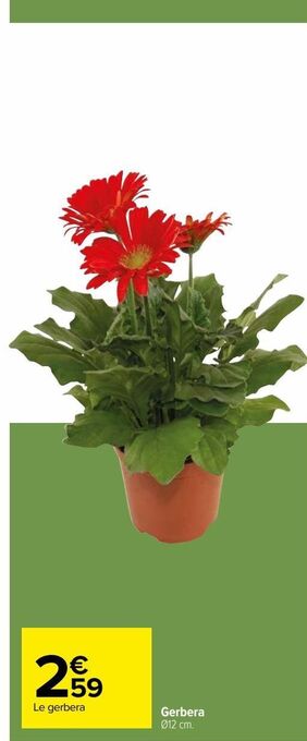Carrefour Gerbera offre