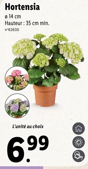 Lidl Hortensia offre