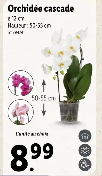 Lidl Orchidée Cascade offre