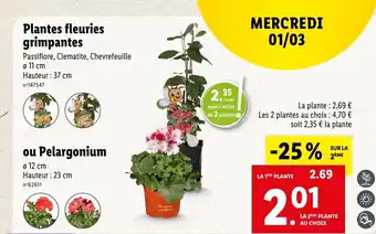 Lidl Plantes Fleuries Grimpantes ou Pelargonium offre