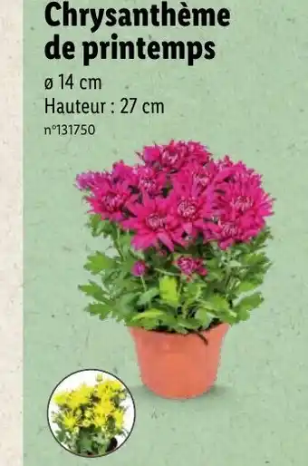 Lidl Chrysanthème de Printemps offre