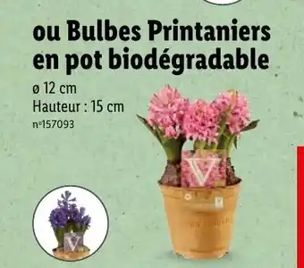 Lidl Bulbes Printaniers en Pot Biodégradable offre