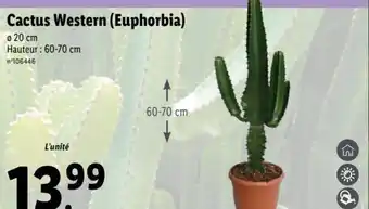 Lidl Cactus Western (Euphorbia) offre