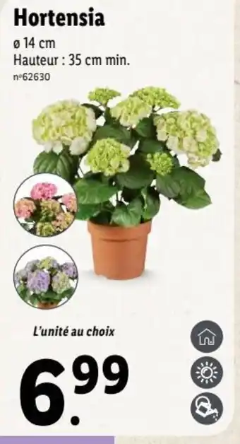 Lidl Hortensia offre