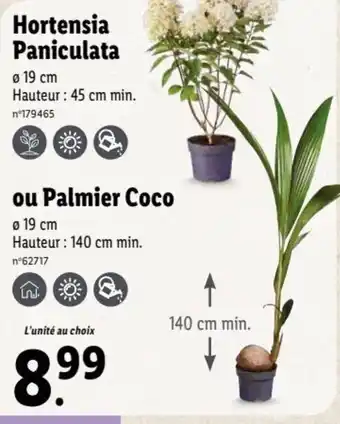 Lidl Hortensia Paniculata ou Palmier Coco offre