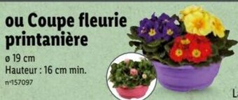 Lidl Coupe Fleurie Printanière offre