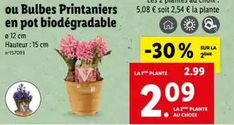 Bulbes Printaniers en Pot Biodégradable
