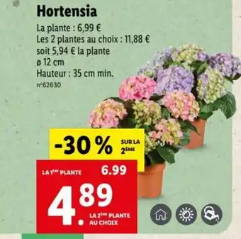 Lidl Hortensia offre