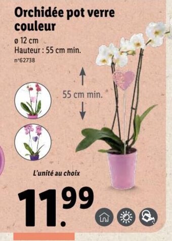 Lidl Orchidée Pot Verre Couleur offre