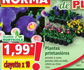 Norma Plantes Printanières offre