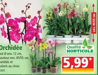 Norma Orchidée offre