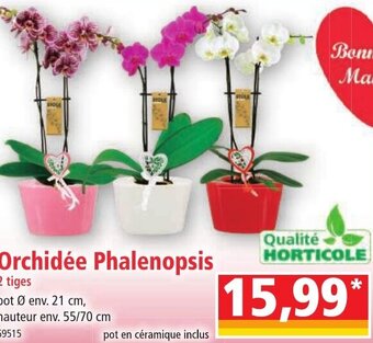 Norma Orchidée Phalaenopsis offre