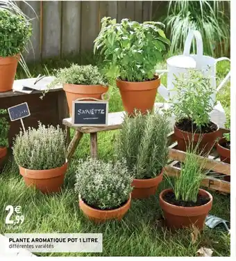 Intermarché Plante Aromatique Pot 1 Litre offre