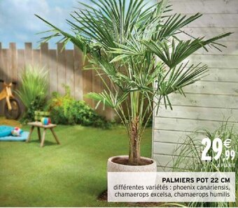 Intermarché Palmiers Pot 22 CM offre