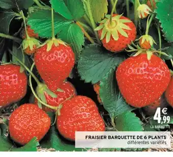 Intermarché Fraisier Barquette de 6 Plants offre