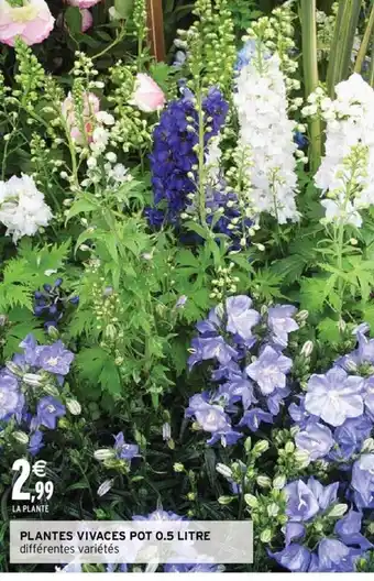 Intermarché Plantes Vivaces Pot 0.5 Litre offre
