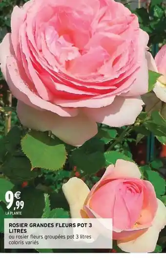 Intermarché Rosier Grandes Fleurs Pot 3 Litres offre
