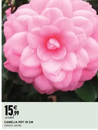 Intermarché Camelia Pot 19 CM offre