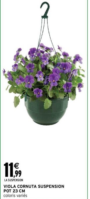 Intermarché Viola Cornuta Suspension Pot 23 CM offre
