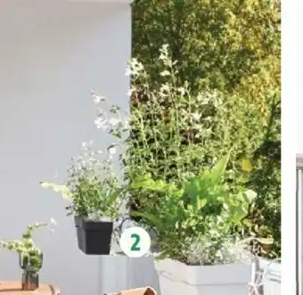 Intermarché Kit Jardiniere Like Avec Reserve D'Eau Deroma offre