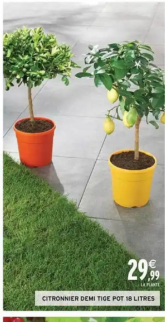 Intermarché Citronnier demi tige pot 18 litres offre