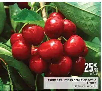 Arbres fruitiers demi tige pot 10 litres