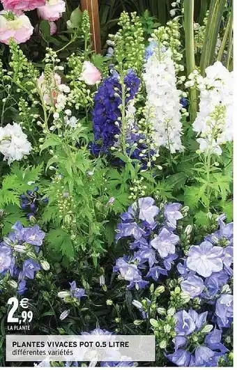 Intermarché Plantes vivaces pot 0,5 l offre