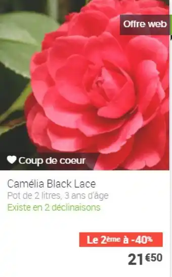 Gamm vert Camélia black lace offre