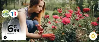 Carrefour Market Rosiers grandes fleurs offre