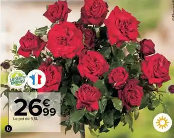 Rosier tige parfumé