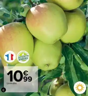 Carrefour Market Fruitier scion offre